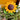 Everlasting Sunflower- Round Petal Crochet Sunflower